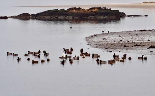 Joan DiSanto at Salter Grove